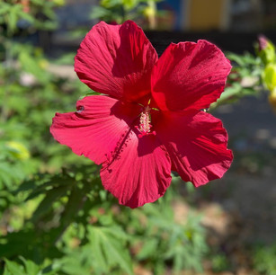 Antiguan Hibuscus