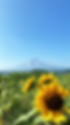 向日葵.png