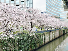 神田川桜-1.png