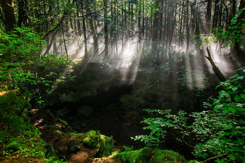 e4c3a55543f4bcd4410e01b92858d4f7-2048x1365 (1).jpeg