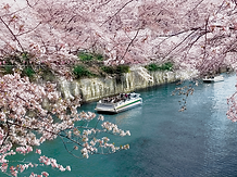 目黒川桜-2.png
