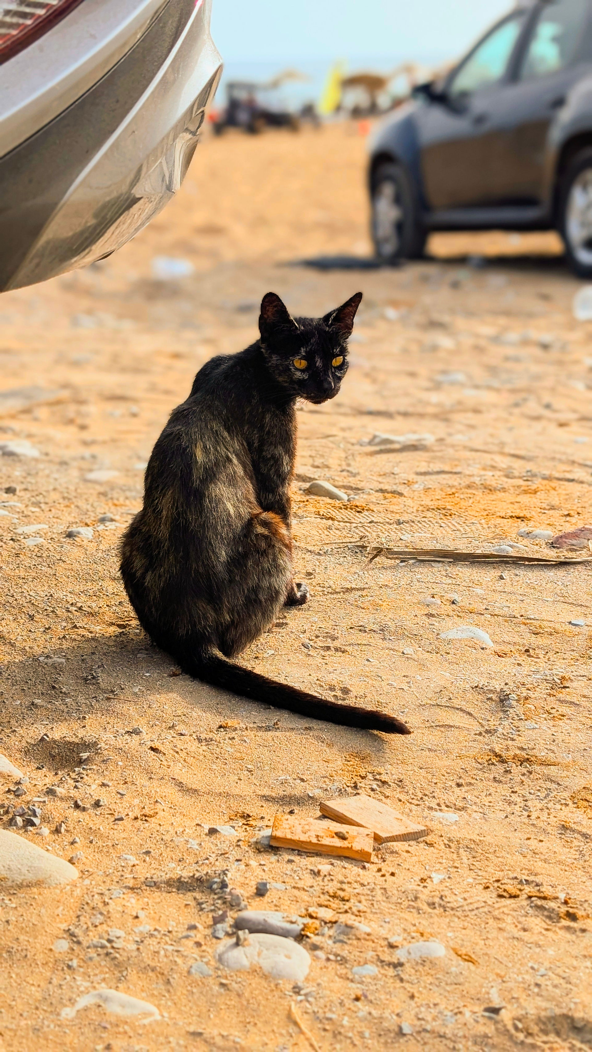 Taghazout cats