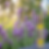 argan oil with lavender