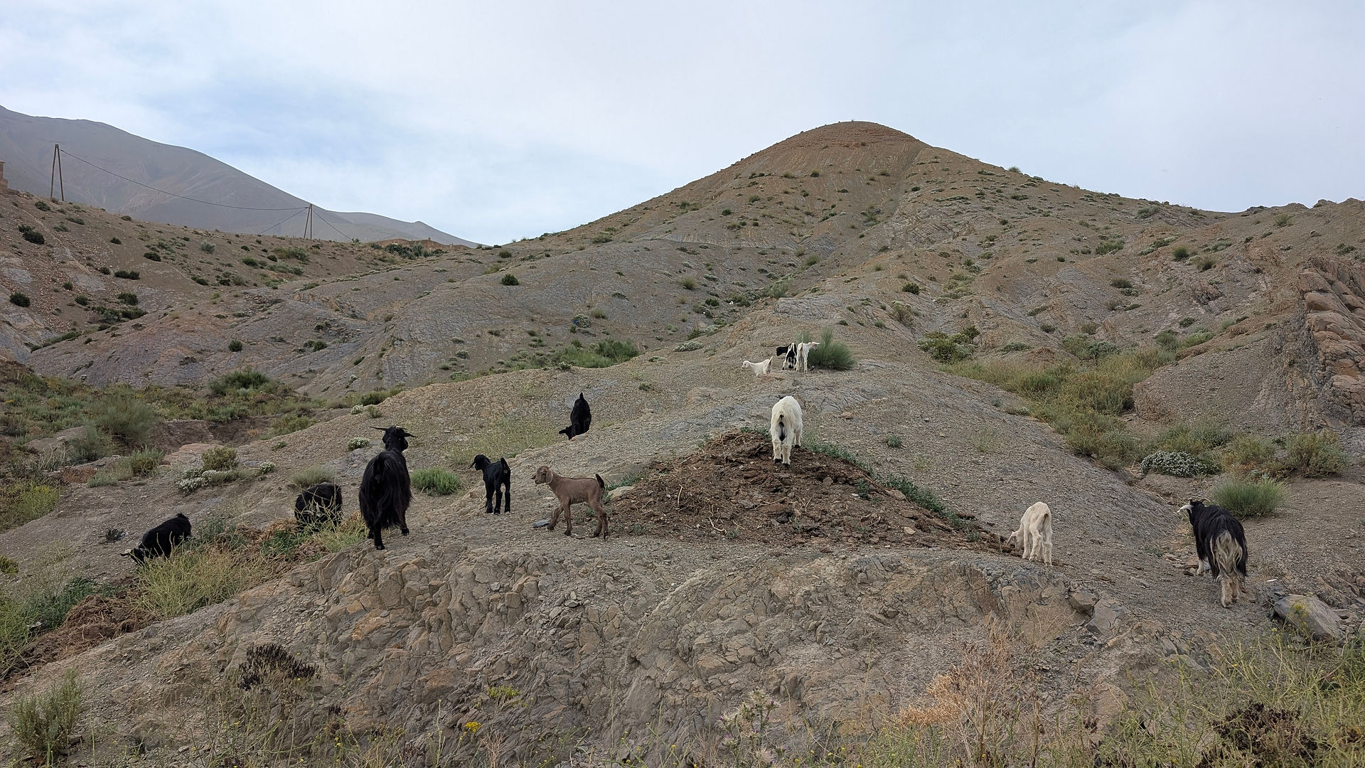 goats in atlas mountains