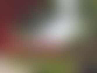 Szkoła pełna zieleni w Wilanowie