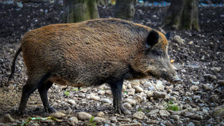 Co zrobić z dzikami w mieście? Powstanie specjalny zespół ekspertów
