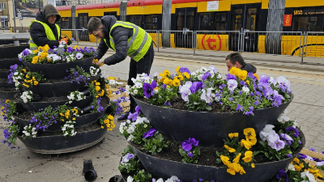 Wiosenne kwiaty na pętlach autobusowych i tramwajowych