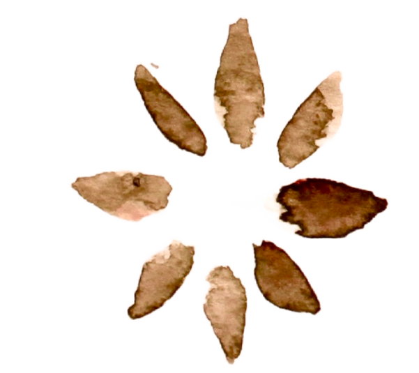 Third Story Watercolor Design Elements.png