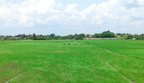 Rice production in Vietnam