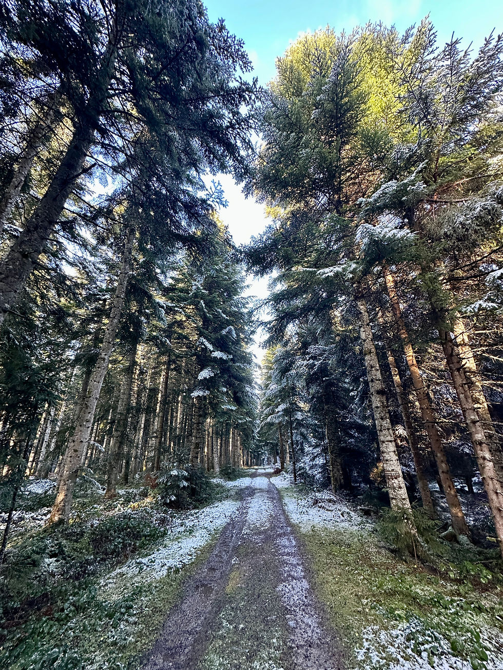 un chemin dans la fôret