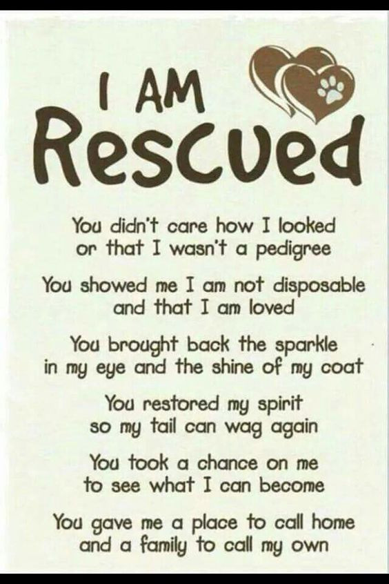 rescue8.jpeg