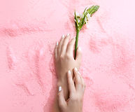 Blume auf Rosa