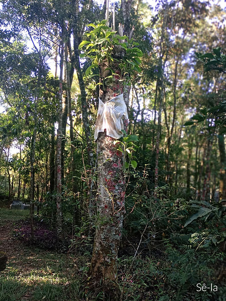 IMG_20240513_155023611_PORTRAIT_edited_e