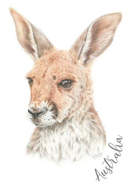 Kangaroo Australia Pencil Art Postcard, PC359