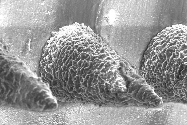 Image courtesy the researchers