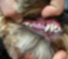 After dental scale