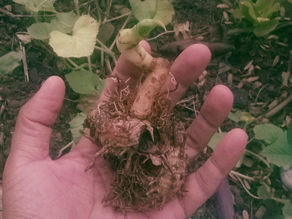 Encanto da Raiz de Marte