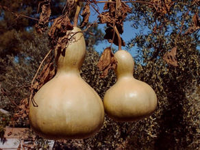 Cabaça a virtude oculta do Receptáculo do poder feiticeiro.