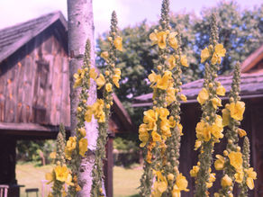 Ervoaria Bruxa do Verbasco