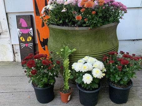 Your Weekly Antics If Your Plants Could Talk They'd Tell Tyler to Pick Them Up Edition...9-19-24...