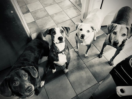 Your Weekly Antics...Unleash the Hounds Edition...10-7-2021