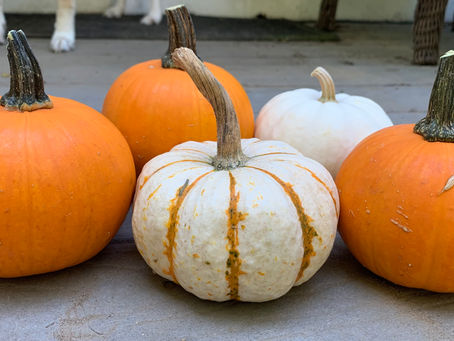 Your Weekly Antics, Good Luck and Godspeed Cat, 10-12-23 Edition