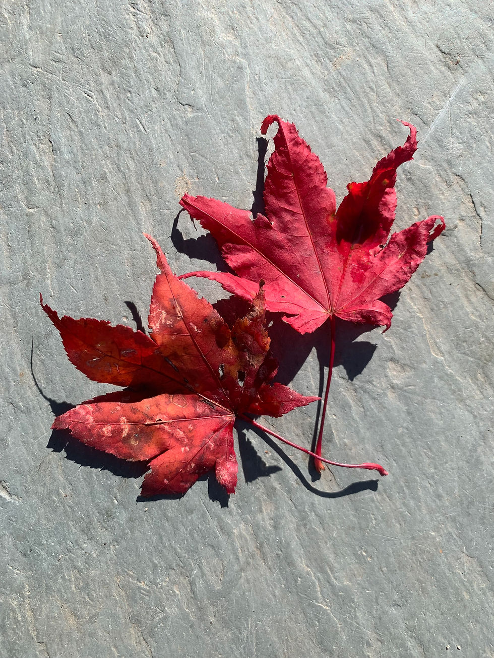 Your Weekly Antics, See Ya Abe Edition...11/14/25