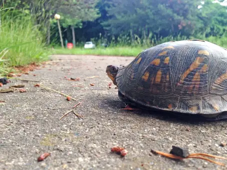 Your Weekly Antics Why the Turtle Shouldn't Try to Cross the Road Edition... 5-25-23