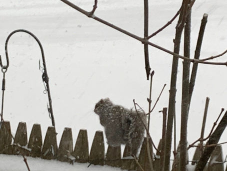 Your Weekly Pandemic Antics Groundhog Day Edition....(2-4-21)