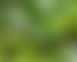 Curiosidades de las hormigas