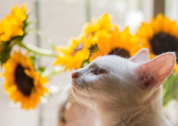 cat w sunflowers.webp