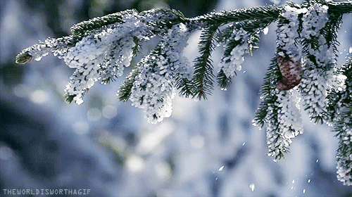 frozen branch.gif