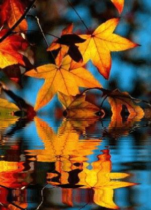 leaves in water.gif