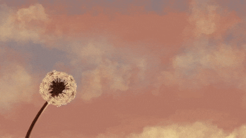 dandelion.gif