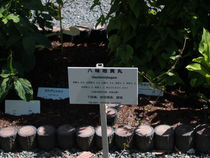 漢方薬を遡ると植物たち