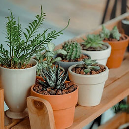 City Flora & Plants!