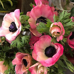 Mento Flowers and Coffee