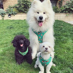 Pup Chic Boutique