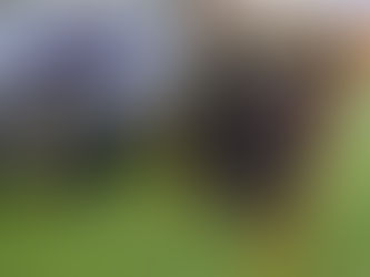 Letâïœãã¡ãããã