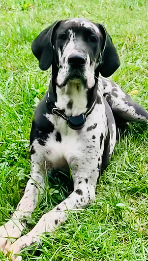 Harlequin Great Dane