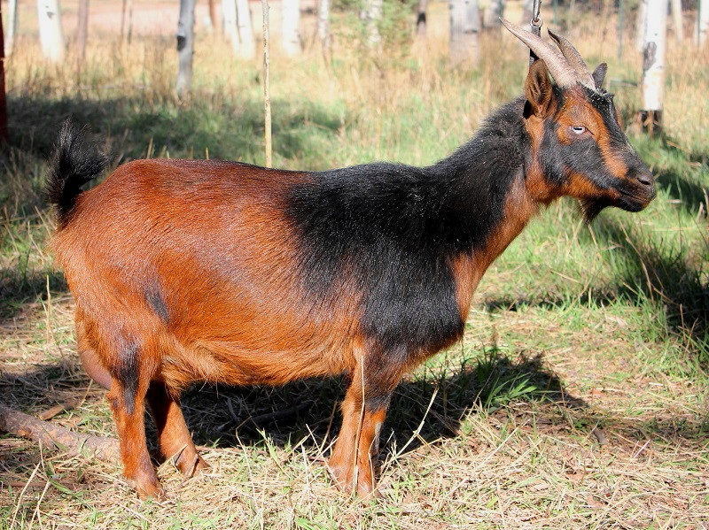 Black Haven Farm Roca