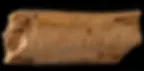 tally marks on a hyena bone made by a Neanderthal