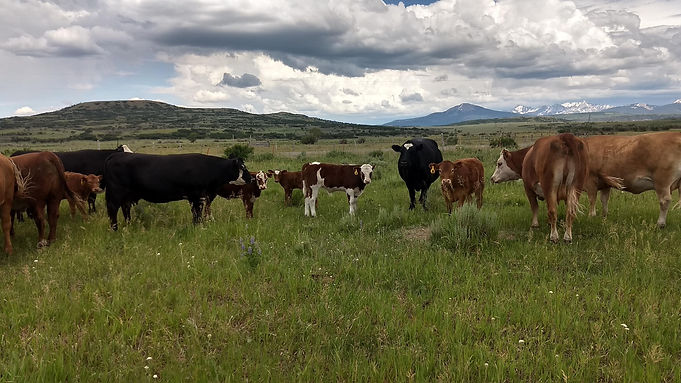 Beef on Summer Pasture.jpg