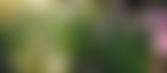 淡紅の秋桜が秋の日の……