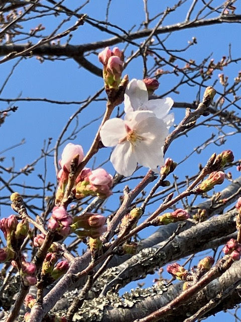 となりの木もこんな感じです。