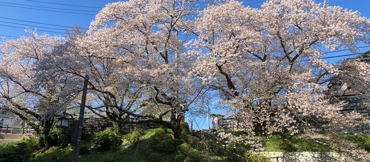 桜前線最終章
