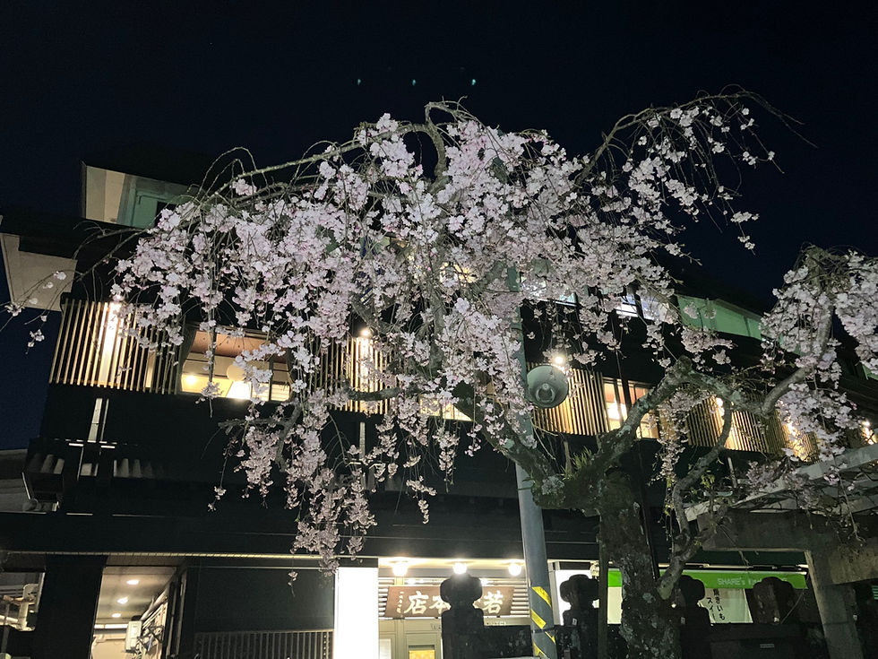 弁天様の枝垂れ桜です。