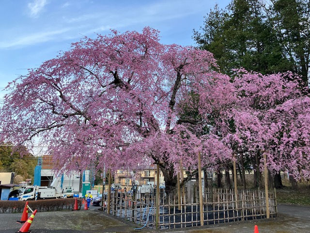 こちらは宗吾霊堂のとなりにある公津公民館のしだれ桜です。