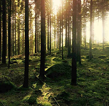 forrest of dean