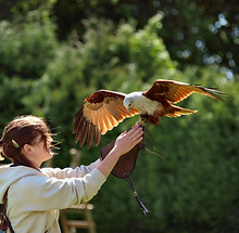 Birds of Pray